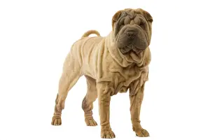 Dog - Shar Pei