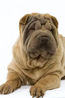 Dog - Shar Pei