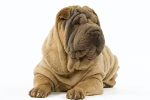 Dog - Shar Pei