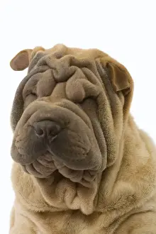 Utlity Breeds Prints: Dog - Shar Pei