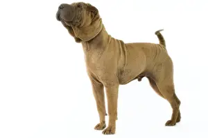 Dog - Shar Pei