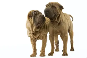 Dog - Shar Pei