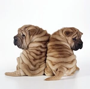 DOG - two Shar Pei puppies sitting, back to back