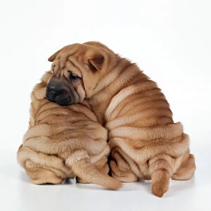 DOG - two Shar Pei puppies sitting, back view