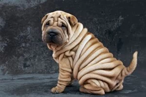 Images Dated 7th February 2014: Dog - Shar Pei puppy