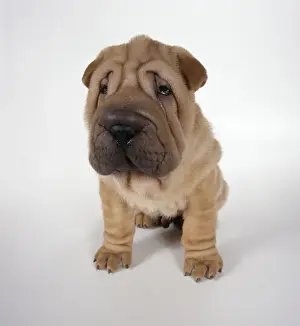 Dog - Shar Pei puppy sitting down