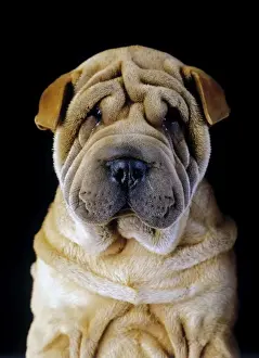 Coats Prints: Dog - Sharpei