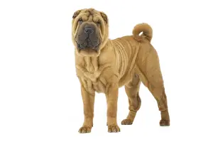Dog - Sharpei - brush coat