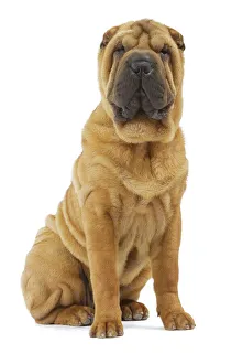 Utility Breeds Collection: Dog - Sharpei - brush coat