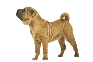 Dog - Sharpei - brush coat