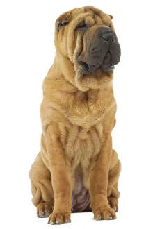 Images Dated 24th July 2007: Dog - Sharpei - brush coat