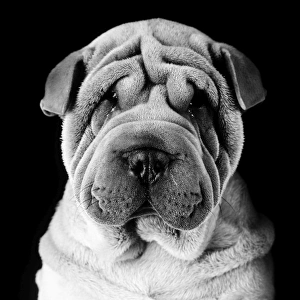 Images Dated 16th July 2009: Dog - Sharpei Digital Manipulation: B&W