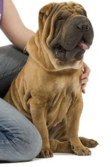 Images Dated 24th July 2007: Dog - Sharpei in studio with person