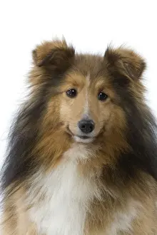 Dog - Shetland
