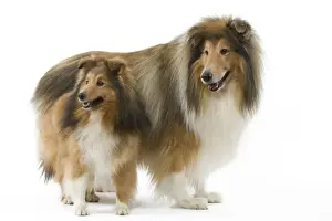 Dog - Shetland & Colley