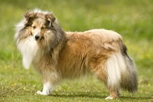 Images Dated 22nd July 2000: Dog - Shetland sheepdog