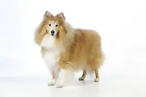 DOG. Shetland sheepdog