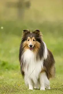 Dog - Shetland sheepdog