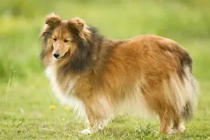 Dog - Shetland sheepdog