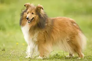 Dog - Shetland sheepdog