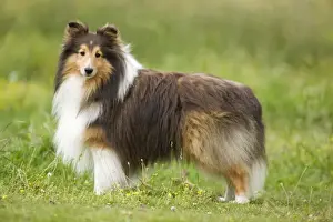 Dog - Shetland sheepdog