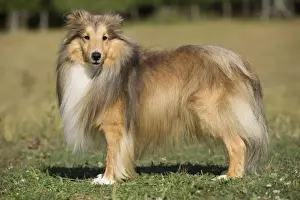 Dog - Shetland sheepdog