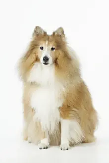DOG. Shetland sheepdog