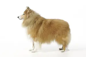 DOG. Shetland sheepdog