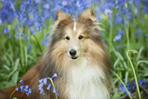 DOG - Shetland sheepdog in bluebells
