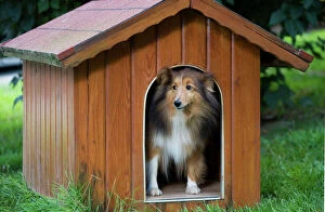 Sheltering Collection: Dog - Shetland Sheepdog in kennel