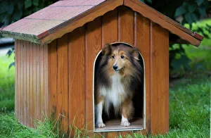 Sheltering Collection: Dog - Shetland Sheepdog in kennel