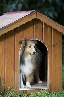 Dog - Shetland Sheepdog in kennel