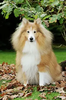 Fluffy Prints: DOG. Shetland sheepdog in leaves