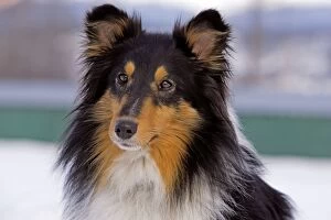 Dog - Shetland Sheepdog, portrait closeup