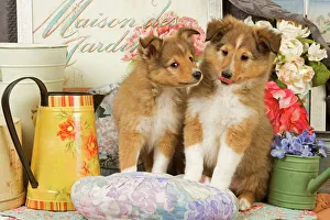 Images Dated 9th September 2007: Dog - Shetland Sheepdog puppies