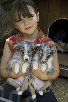 Dog - Shetland Sheepdog - two puppies on girls lap