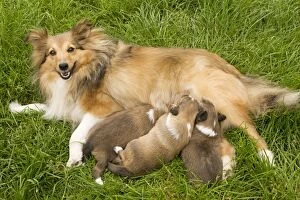 Images Dated 22nd July 2000: Dog - Shetland Sheepdog with puppies suckling