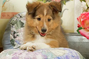 Images Dated 9th September 2007: Dog - Shetland Sheepdog puppy