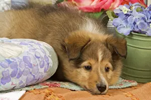 Dog - Shetland Sheepdog puppy