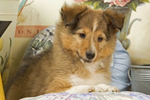 Images Dated 9th September 2007: Dog - Shetland Sheepdog puppy