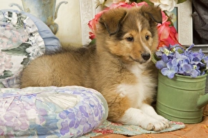 Images Dated 9th September 2007: Dog - Shetland Sheepdog puppy