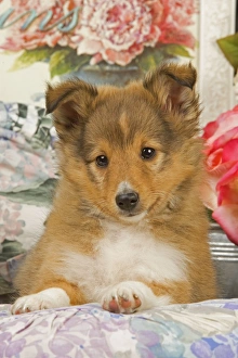 Images Dated 9th September 2007: Dog - Shetland Sheepdog puppy