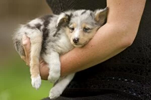 Dog - Shetland Sheepdog puppy being carried by owner