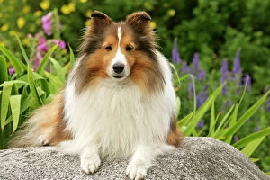 Images Dated 6th February 2014: Dog - Shetland Sheepdog on rock in flowergarden