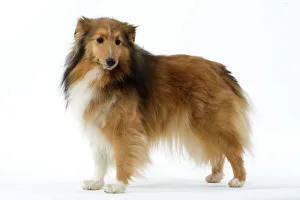 Images Dated 12th March 2006: Dog - Shetland Sheepdog / Sheltie