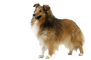 Images Dated 12th March 2006: Dog - Shetland Sheepdog / Sheltie