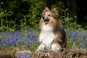 DOG - Shetland sheepdog standing in bluebells