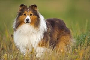 Images Dated 29th September 2008: Dog - Shetland Sheepdog standing in meadow
