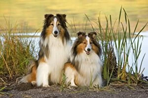 Images Dated 29th September 2008: Dog - Two Shetland Sheepdogs sitting by Lakeshore