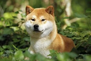 Images Dated 11th May 2012: Dog - Shiba Inu